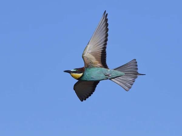 Abejas europeas (Merops Apiaster) — Foto de Stock