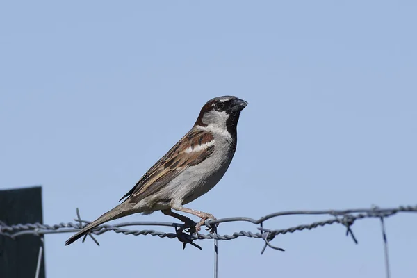 Pardal espanhol (Passer hispaniolensis ) — Fotografia de Stock