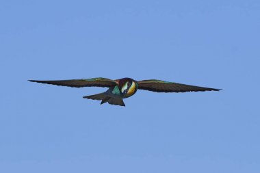 Avrupa Arı Yiyen (Merops Apiaster))