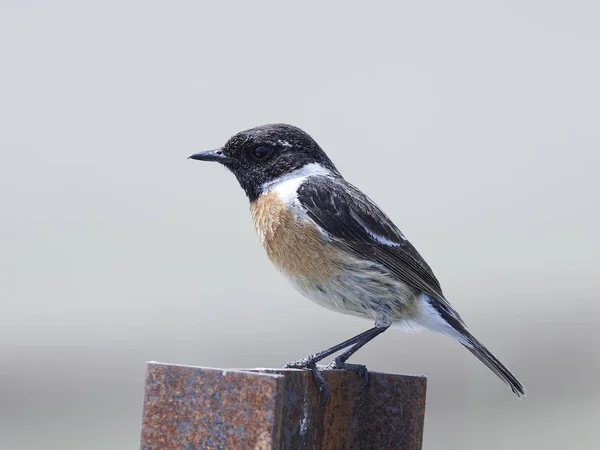 Evropský stonechat (Saxicola rubicola) — Stock fotografie