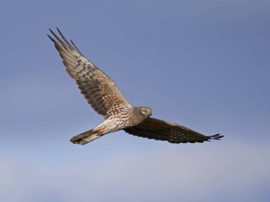 Montagus harrier (Circus pygargus)