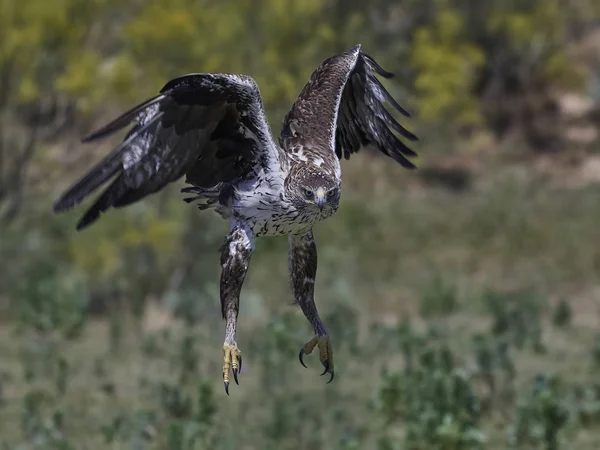 Bonellis Kartalı (Aquila fasciata) — Stok fotoğraf