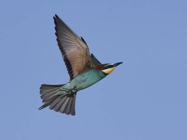 Avrupa Arı Yiyen (Merops Apiaster))