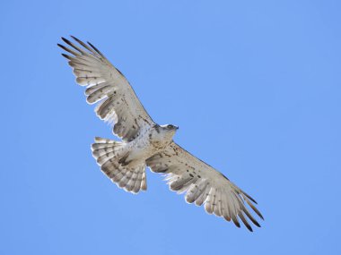 Kısa parmaklı yılan kartalı (Circaetus gallicus)