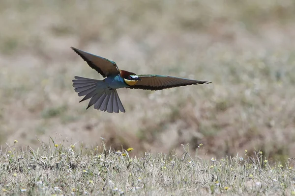 Apicoltore europeo (Merops Apiaster) — Foto Stock