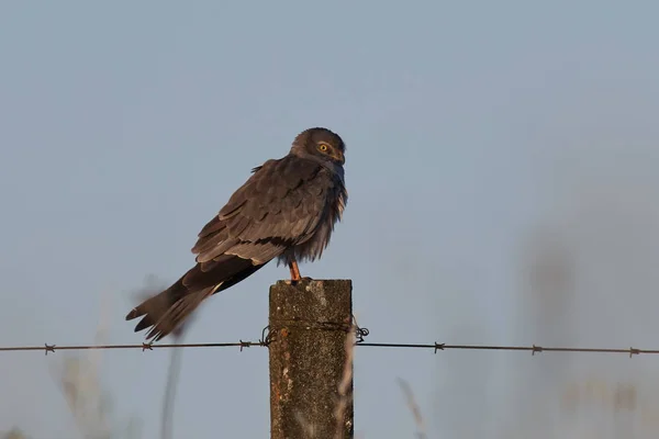 Cenizo (Circus pygargus de lo) — Foto de Stock