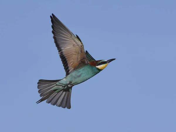 Vlha pestrá (Merops Apiaster) — Stock fotografie