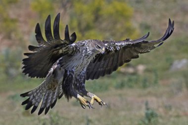 Bonellis Kartalı (Aquila fasciata)