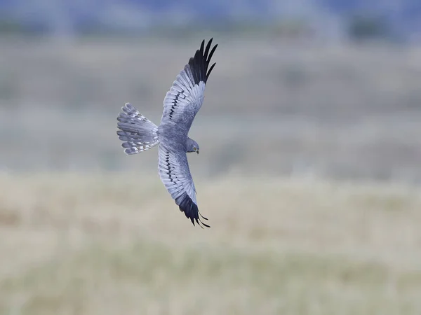 Falco di Montagus (Circus pygargus) — Foto Stock