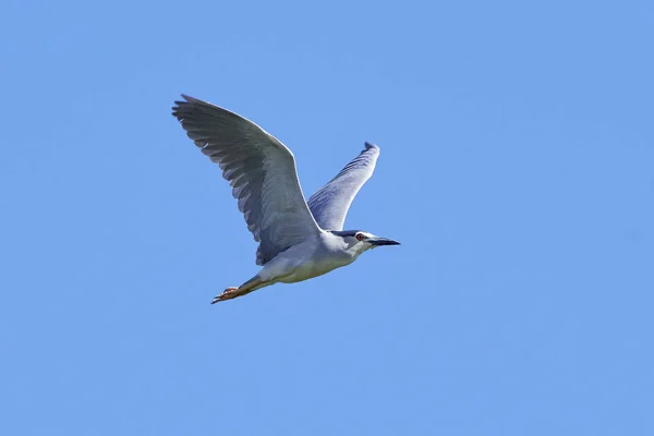 Noční volavka s černou korunou (nycticorax nycticorax) — Stock fotografie