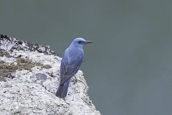 Tordo di roccia blu (Monticola solitarius) — Foto Stock
