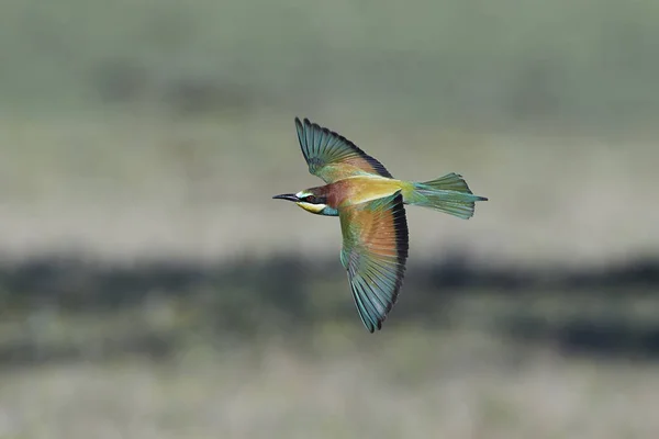 European bee-eater (Merops apiaster) — Stock Photo, Image