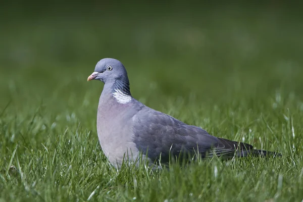 Gołąb zwyczajny (Columba palumbus)) — Zdjęcie stockowe