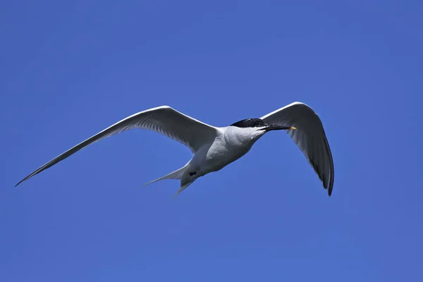 Cuero sándwich (thalasseus sandvicensis) — Foto de Stock