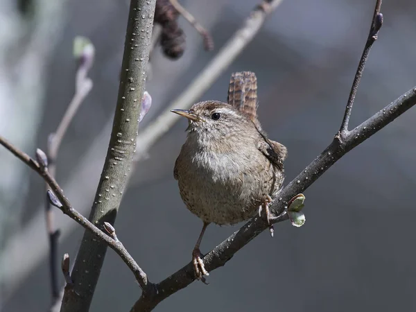 Eurasian wren (Troglodytes troglodytes) — Stock Photo, Image