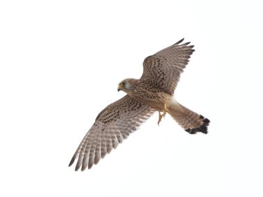 Küçük kerkenez (Falco naumanni)