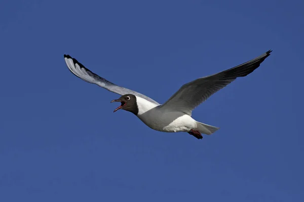 Black-headed gull (Chroicocephalus ridibundus) — Stock Photo, Image
