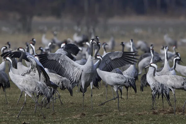 Grúa común (Grus grus ) — Foto de Stock