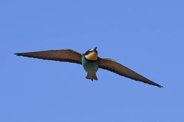 Avrupa Arı Yiyen (Merops Apiaster))