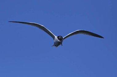 Sandviç Tern (thalasseus sandvicensis)