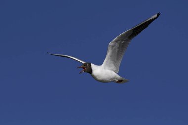 Siyah başlı martı (Chroicocephalus ridibundus)