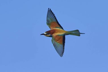 Avrupa Arı Yiyen (Merops Apiaster))