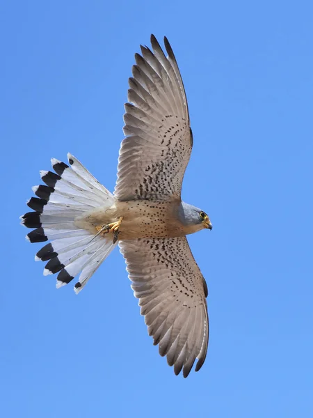 Mindre tornfalk (Falco naumanni) — Stockfoto