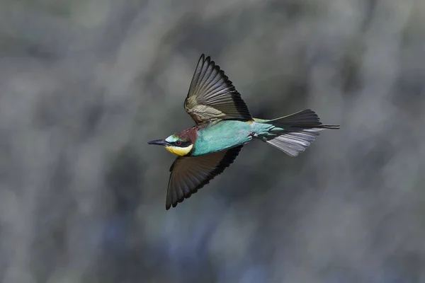 Európai méhevő (Merops Apiaster)) — Stock Fotó