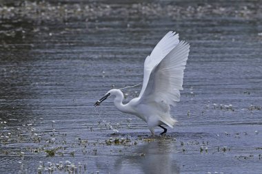 Küçük Egret (Egretta garzetta)