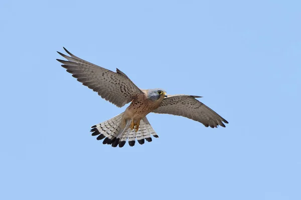 Кестрель (Falco nauchi) ) — стоковое фото
