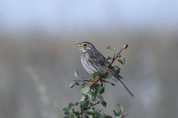 Corn bunting (Emberiza calandra) — Stock Photo, Image