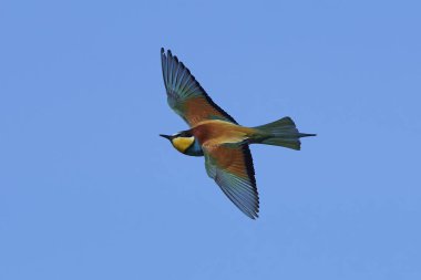 Avrupa Arı Yiyen (Merops Apiaster))