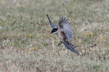 Azure kanatlı Saksağan (cyanopica cyanus)