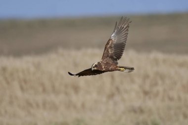 Batı marsh harrier (sirk aeruginosus)
