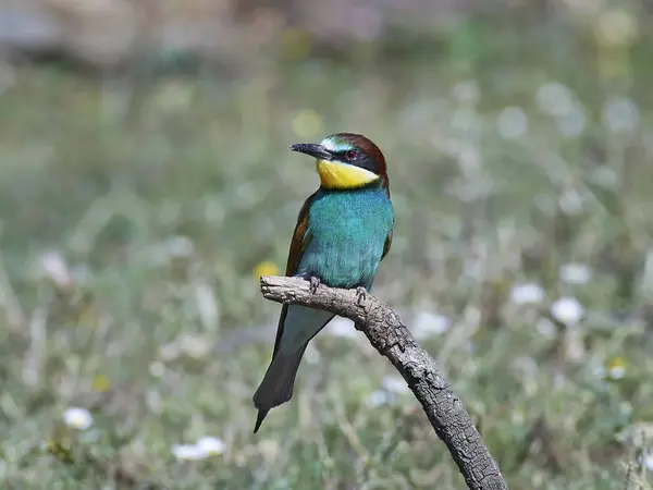 Europäische Bienenfresser (Merops apiaster)) — Stockfoto