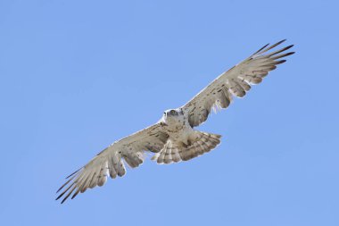 Kısa parmaklı yılan kartalı (Circaetus gallicus)