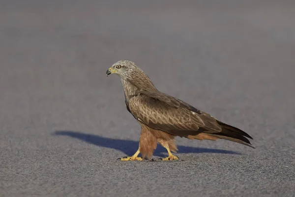 Černý drak (milvus migrans) — Stock fotografie