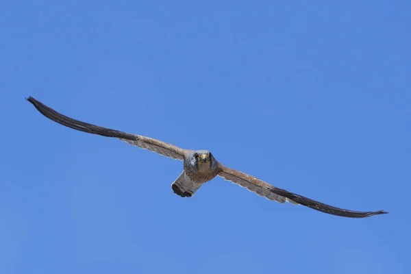 Menos Kestrel (Falco naumanni ) — Fotografia de Stock