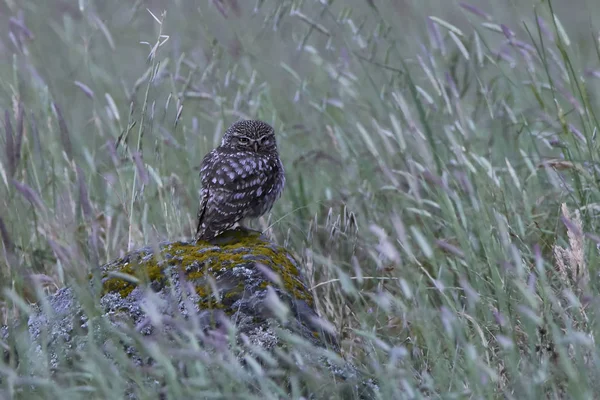 Μικρή κουκουβάγια (Athene noctua) — Φωτογραφία Αρχείου