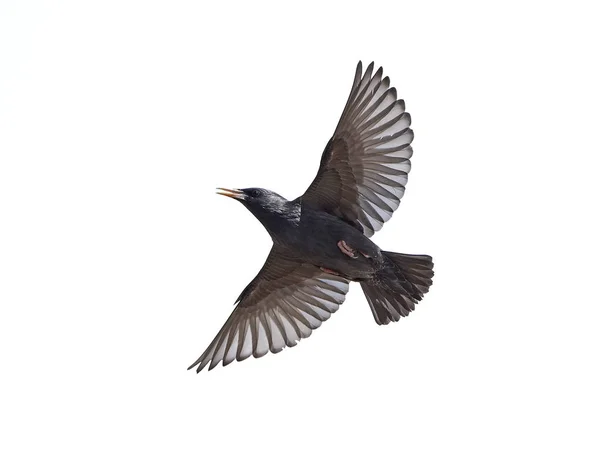 흠 starling (sturnus unicolor) — 스톡 사진