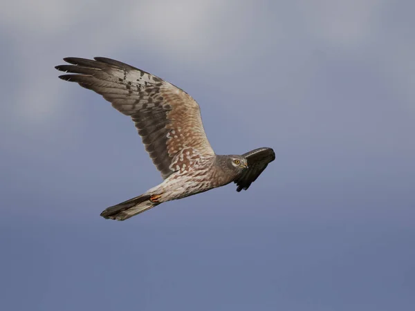 Montagus harrier (Circus pygargus) — Stock Photo, Image