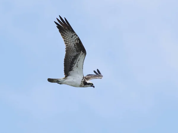 鱼鹰 (潘底翁 haliaetus) — 图库照片