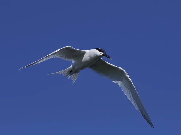 Sandwich tern (Thalasseus sandvicensis) — Stock Photo, Image