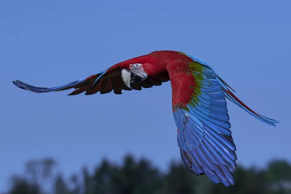 Green-winged macaw (Ara chloropterus) — Stock Photo, Image
