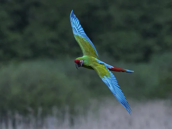 ミドリコンゴウインコ (Ara の軍国主義) — ストック写真