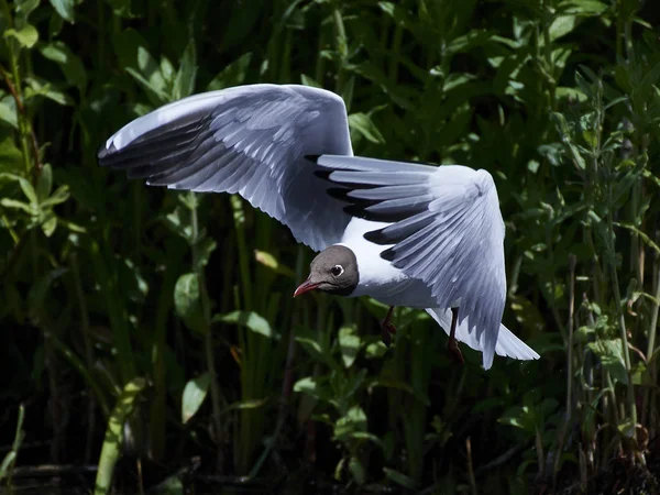 Black-headed gull (Chroicocephalus ridibundus) — Stock Photo, Image