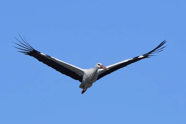 Witte ooievaar (Ciconia ciconia)) — Stockfoto