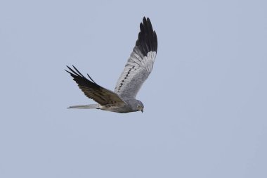 Montagus harrier (Circus pygargus)