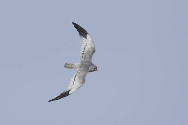 Montagus harrier (Circus pygargus)