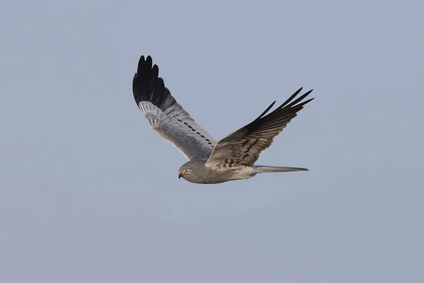 Falco di Montagus (Circus pygargus) — Foto Stock